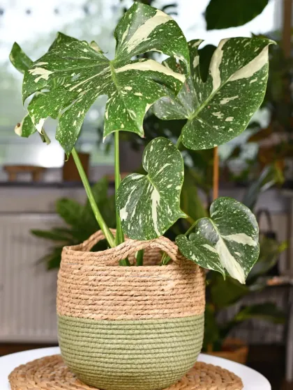 The Monstera Thai Constellation is a rare and beautiful variety with unique speckled variegation. We source collector's plants like this one, shown here in a rustic two-tone jute planter.