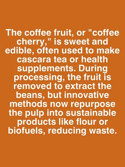 A text-based graphic explaining that the coffee fruit, or cherry, is edible and can be repurposed into products like cascara tea or flour.