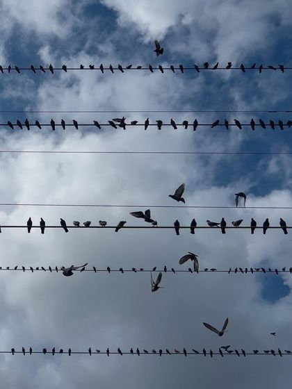 Urban Nature photo 10