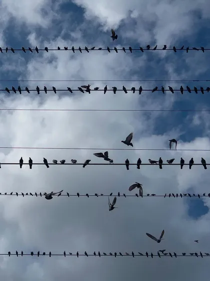 The sky is full of motion as multiple birds leave their perches. This dynamic shot captures the chaotic energy of a flock taking flight.