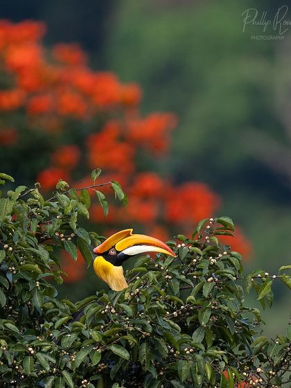 A hornbill feeding on berries, with a backdrop of vibrant red flowers creating a beautiful color contrast.