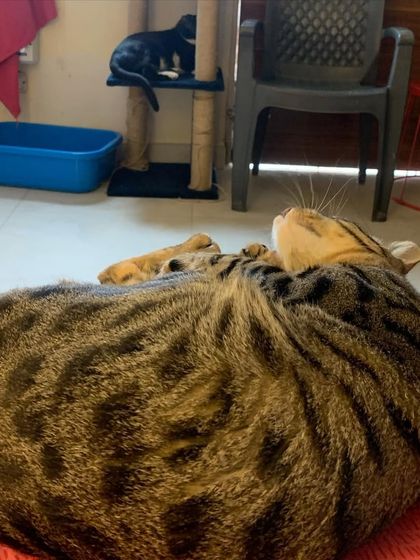 The best boi Pepper is back! It's always so rewarding when my regular guests return and settle in immediately.