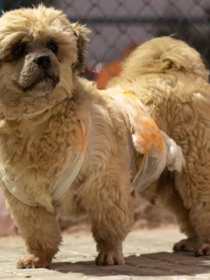 This fluffy pup came dressed as a lion for Halloween. I love seeing all the creative and cute costume ideas.