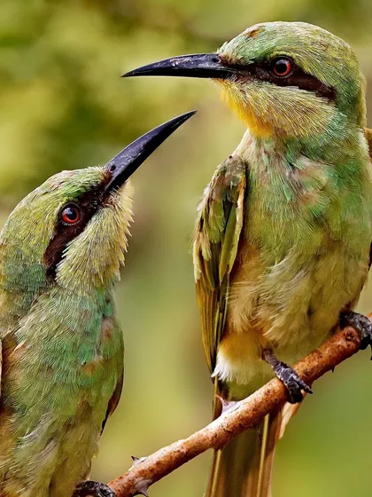 A close-up of two Green Bee-eaters interacting. This shot captures the expression and detail of both birds, highlighting their sharp beaks and the subtle color variations in their green feathers.