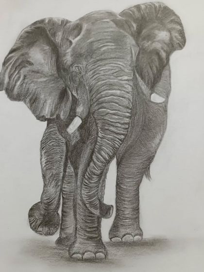 A full-body pencil sketch of an elephant on ivory sheet. This exercise helps students understand animal anatomy and the play of light and shadow on a large form.