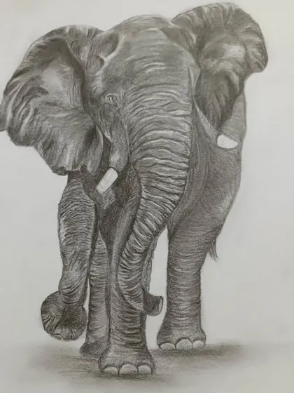 A full-body pencil sketch of an elephant on ivory sheet. This exercise helps students understand animal anatomy and the play of light and shadow on a large form.
