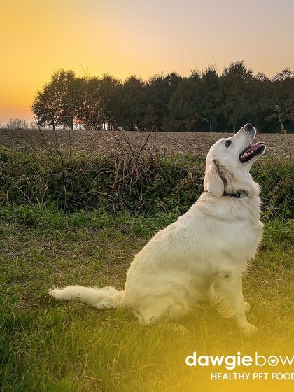 A better food choice today leads to a better quality of life for years to come. This beautiful Golden Retriever enjoying the sunset is a reminder of the many happy years a healthy diet can support.