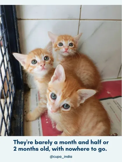 Cupa - Pet Adoption, Fostering & Sponsorship Feline Friends Awaiting Homes: Cats for Adoption photo 3