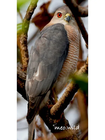 Sometimes, you feel like you're the one being watched. The fiery red eye of this Shikra, a skilled bird of prey, stared right through my lens. It's a reminder of the wild, untamed spirit of these magnificent hunters.