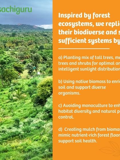 We replicate forest ecosystems by planting a mix of trees and using native biomass to enrich the soil. We avoid monoculture to enhance habitat diversity and natural pest control.