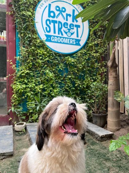 A big yawn after a relaxing day. Our spa therapies and gentle handling often leave the doggos feeling calm and ready for a good nap.