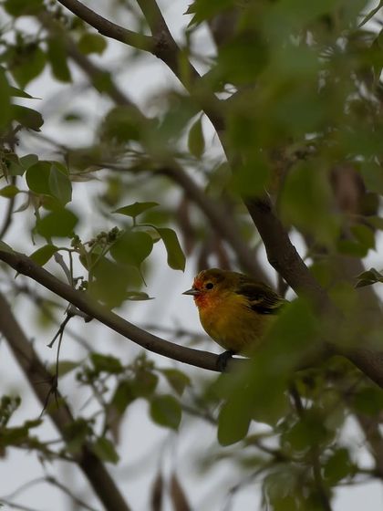 The Fire-capped Tit, a tiny, vibrant bird that gets birders very excited in the Delhi NCR region.