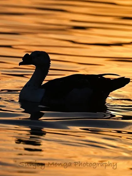 The distinctive comb on the bill of the male Comb Duck is clearly visible in this silhouette. It is these small details against a dramatic background that I love to capture.