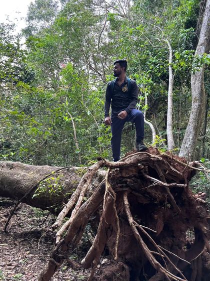 A trekker standing on the roots of a giant fallen tree, a common sight in these old forests.