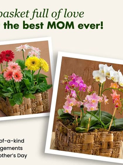 A basket full of love for the best mom ever. We create one-of-a-kind arrangements for Mother's Day, featuring colorful Gerbera Daisies or elegant Orchids in beautiful woven baskets.