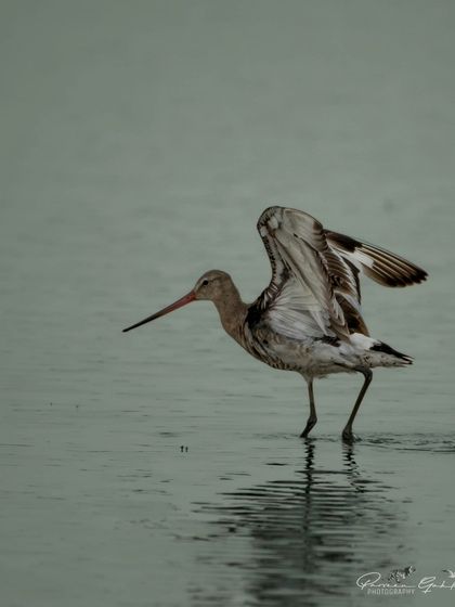 The Black-tailed Godwit captured in a dynamic pose, ready for takeoff.
