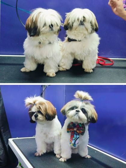 Bengaluru Pet Company - Pet Grooming The Glow-Up: Before & After Transformations photo 32