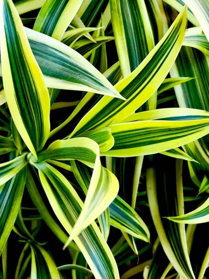 Our Collection of Indoor Plants photo 9