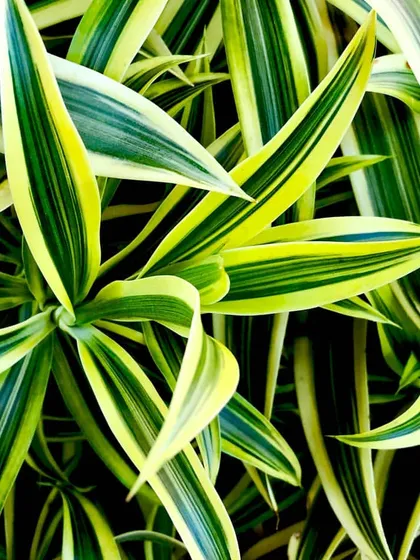 The Dracaena 'Song of India' has beautiful variegated leaves with bright yellow and green stripes. It's an upright, shrub-like plant that adds a tropical feel and is relatively easy to care for indoors.