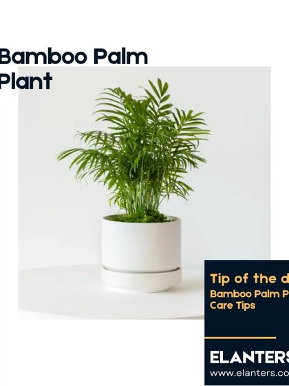 Expert Plant Care & Tips photo 48