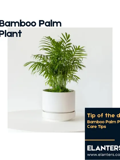 The Bamboo Palm is an elegant plant that brings a tropical feel indoors. Here are my top tips for keeping it healthy.