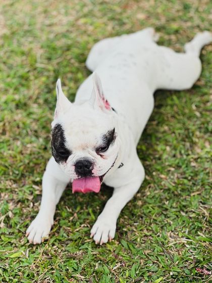 The Pawsome Camp - Dog Daycare & Boarding A Home Away From Home: Boarding & Kennels photo 6