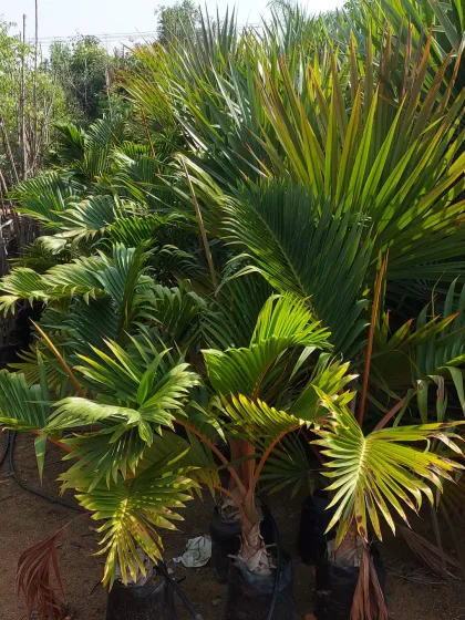 A batch of Lipstick Palms (Cyrtostachys renda), famous for their stunning red crownshafts. They are a prized feature in any tropical garden.