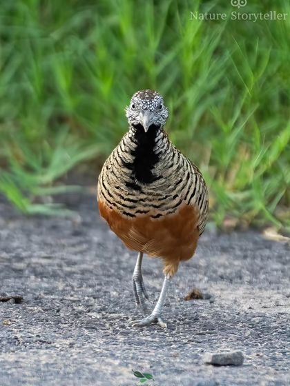 A Barred Buttonquail walking towards the camera, a rare and intimate view of this ground-dwelling bird.