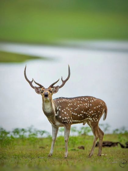 A handsome Spotted Deer stag poses by the water in Bandipur Tiger Reserve. Its impressive antlers and alert expression make for a classic wildlife portrait.