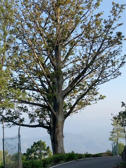 A majestic tree stands guard over a winding road in the Nilgiris. The region's unique flora is a constant and beautiful companion on our rides.