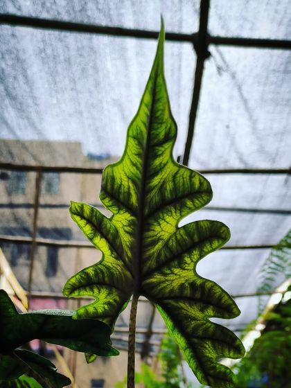 Rare & Collector's Plants photo 26