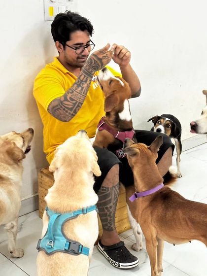 Treat time at the daycare. Even with multiple dogs, including Labradors, Beagles, and Indies, it's possible to maintain order and politeness. This is a result of consistent leadership and clear rules.