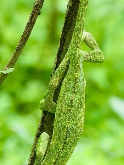 The prehensile feet and tail of a chameleon are perfectly adapted for life in the trees. There is nothing out there in the bush quite like this remarkable lizard.