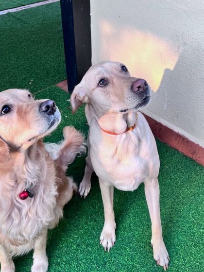 A Golden Retriever and a Labrador, two of the most friendly breeds, waiting for a treat.