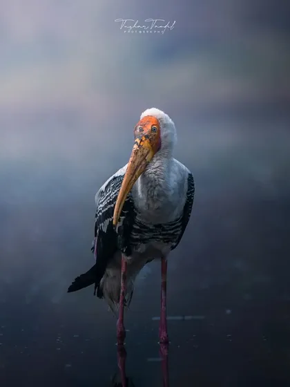 A Painted Stork stands in a misty lake, creating a moody and atmospheric portrait. This was one of the first birds I ever photographed, and it remains a favorite subject.