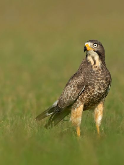 This buzzard, standing in a green field, provides a beautiful color contrast and a sense of the open habitats it prefers.