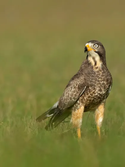 A White-eyed Buzzard in a grassy field, looking over its shoulder. This ground-level shot provides an intimate perspective on this common but beautiful raptor.