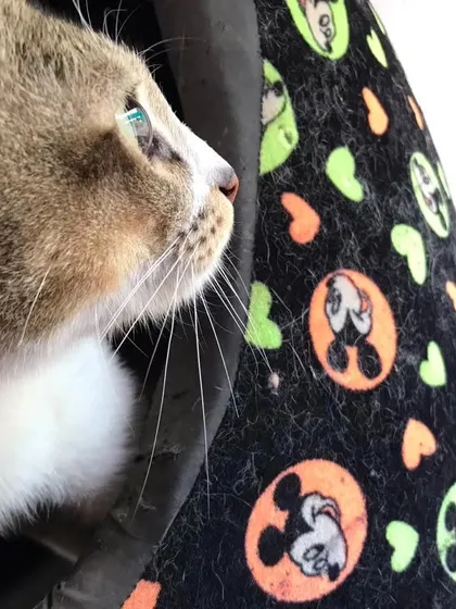 A quiet moment of contemplation for one of our beautiful feline guests. Our cattery is designed to be a peaceful sanctuary.
