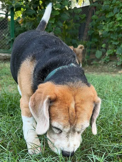 Raafa the Beagle, a senior, enjoying a gentle sniff around the garden. Socialization isn't just for young dogs; it's important for all ages to stay mentally stimulated.