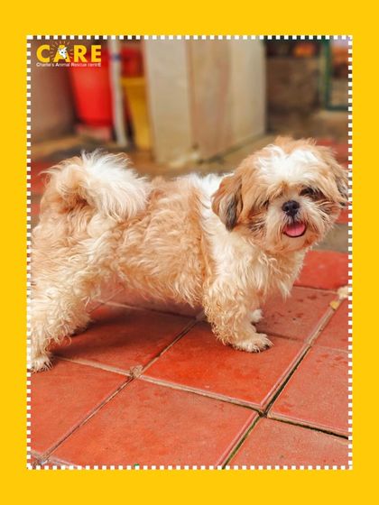 Charlie's Animal Rescue Centre - Animal Rescue & Adoption The Road to Recovery: Trauma & Medical Care photo 17