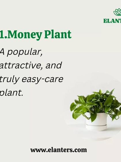 Plant Care Tips & Supplies photo 22