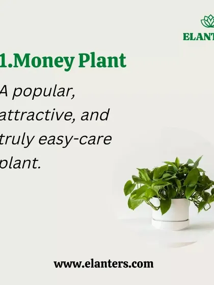 Air Purifier 1: The Money Plant. A popular, attractive, and easy-care plant that is excellent at removing toxins from the air.