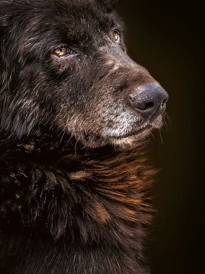 A dramatic, low-key portrait of a long-haired indie dog, highlighting the beautiful textures in his dark fur.