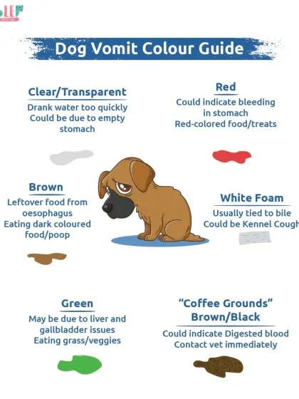 This Dog Vomit Colour Guide is a vital tool for any pet parent. It helps you understand what different colors might indicate, from an empty stomach to more serious issues that require a vet visit.