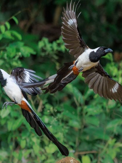 A pair of White-bellied Treepies in flight. These birds are found in the dense forests of the Western Ghats and are distinguished by their clean white head and underparts.