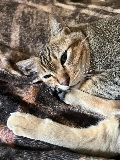 Just a little grooming session. Cats are so clean and elegant, even when they're just licking their paws.