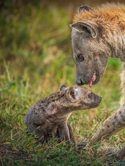 A mother hyena lovingly licks her cub. Witnessing these moments of care in the wild is a privilege. The golden light of dawn added a beautiful warmth to this rare and intimate scene.