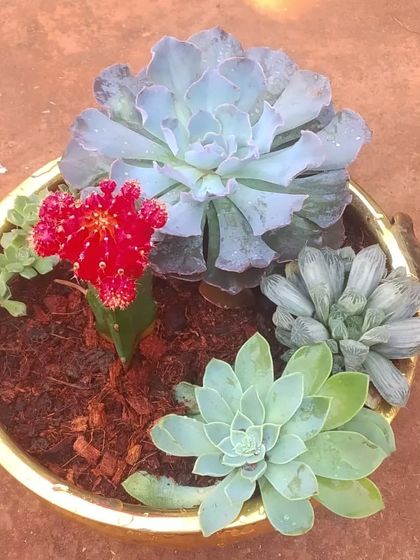 Succulent & Cactus Arrangements photo 15