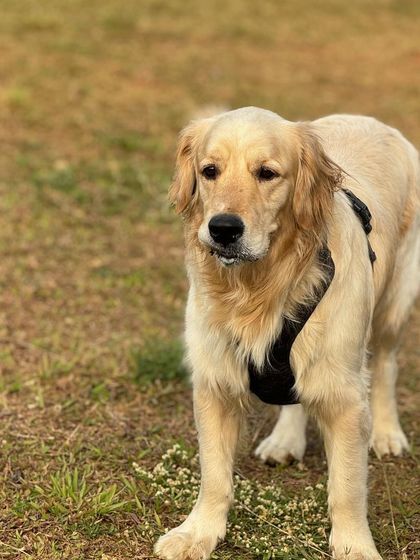 The Pawsome Camp - Dog Daycare & Boarding The Pawsome Playground: 2 Acres of Freedom photo 31
