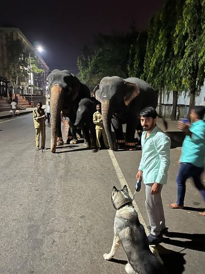 Brooke's Home - Dog & Cat Training Adventures & Socialization photo 4